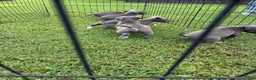 American Pit Bull Terrier dogs for sale: Donatello Versace  - Ad 12