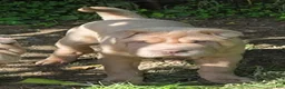Shar Pei dogs for sale: Larry  - Ad 14