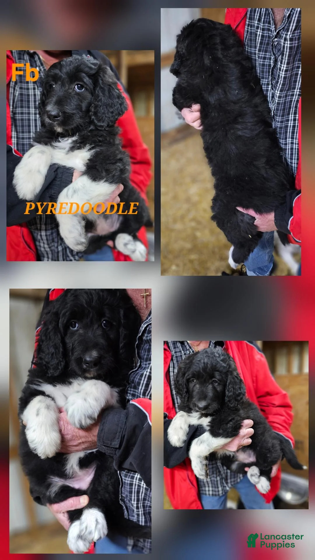 Mixed Breed dogs for sale: PYREDOODLE  - Ad 13