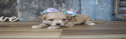 Maltipoo dogs for sale: Grace - Ad 4