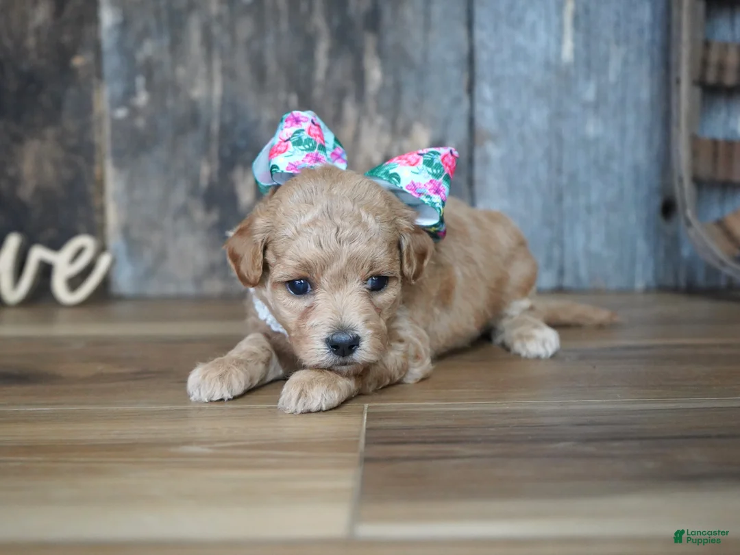 Maltipoo dogs for sale: Grace - Ad 4