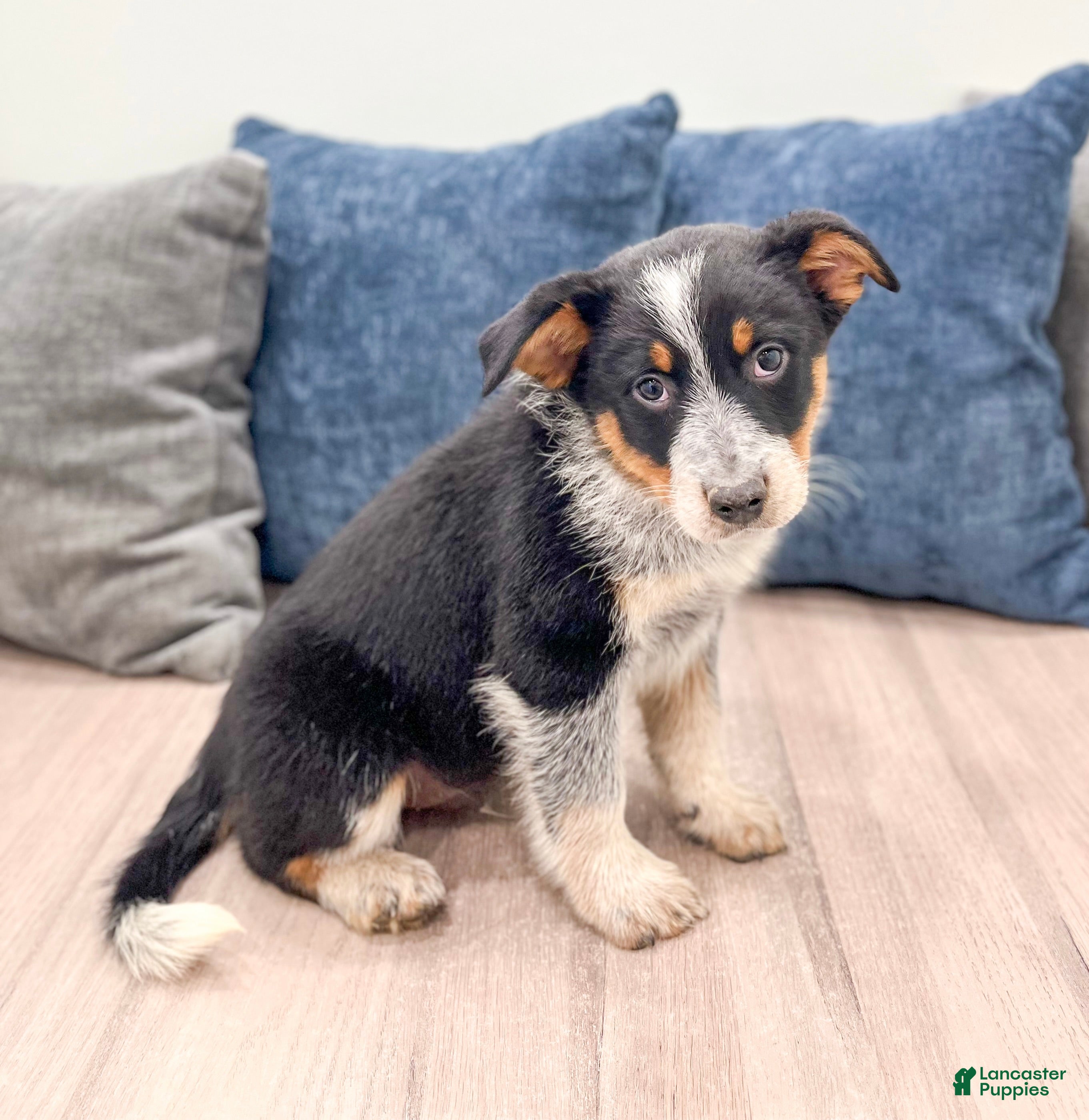 Australian Cattle Dog dogs for sale: Rocky - Ad 4