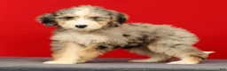 Mini Bernedoodle dogs for sale: Remi - Ad 3