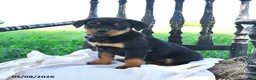 Rottweiler dogs for sale: Ryland - Ad 1