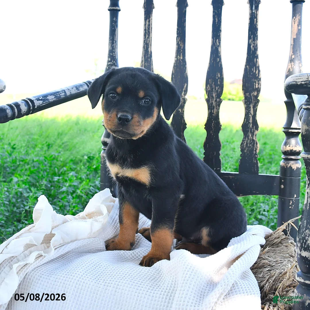 Rottweiler dogs for sale: Ryland - Ad 1