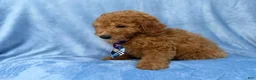 Mini Goldendoodle dogs for sale: Dash - Ad 5