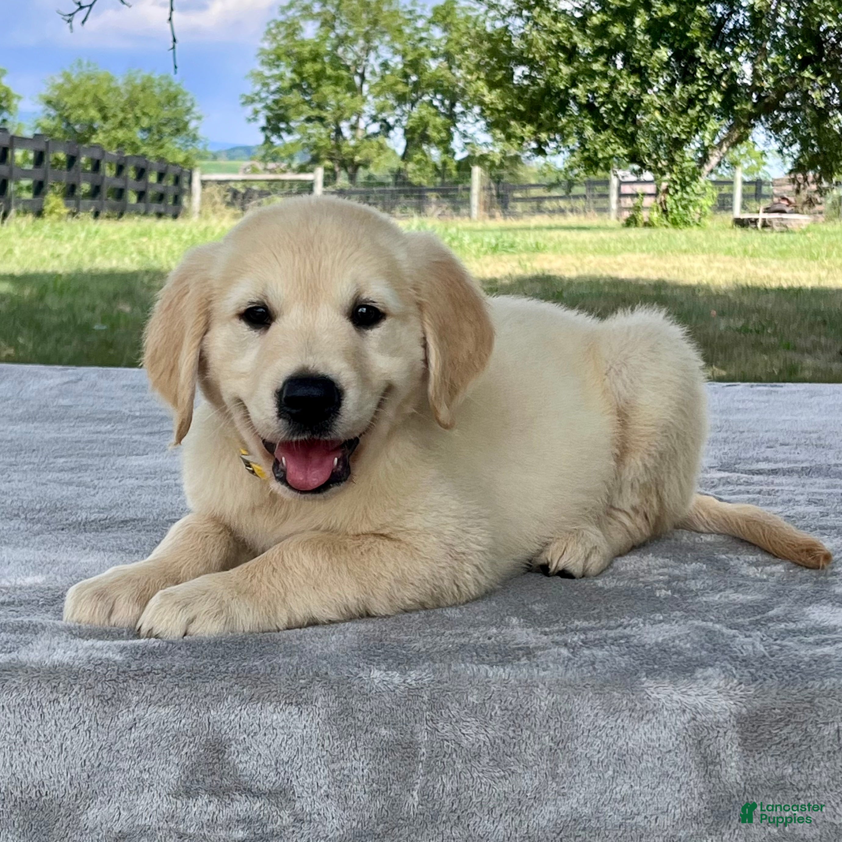 Golden Retriever dogs Chip - Ad 1