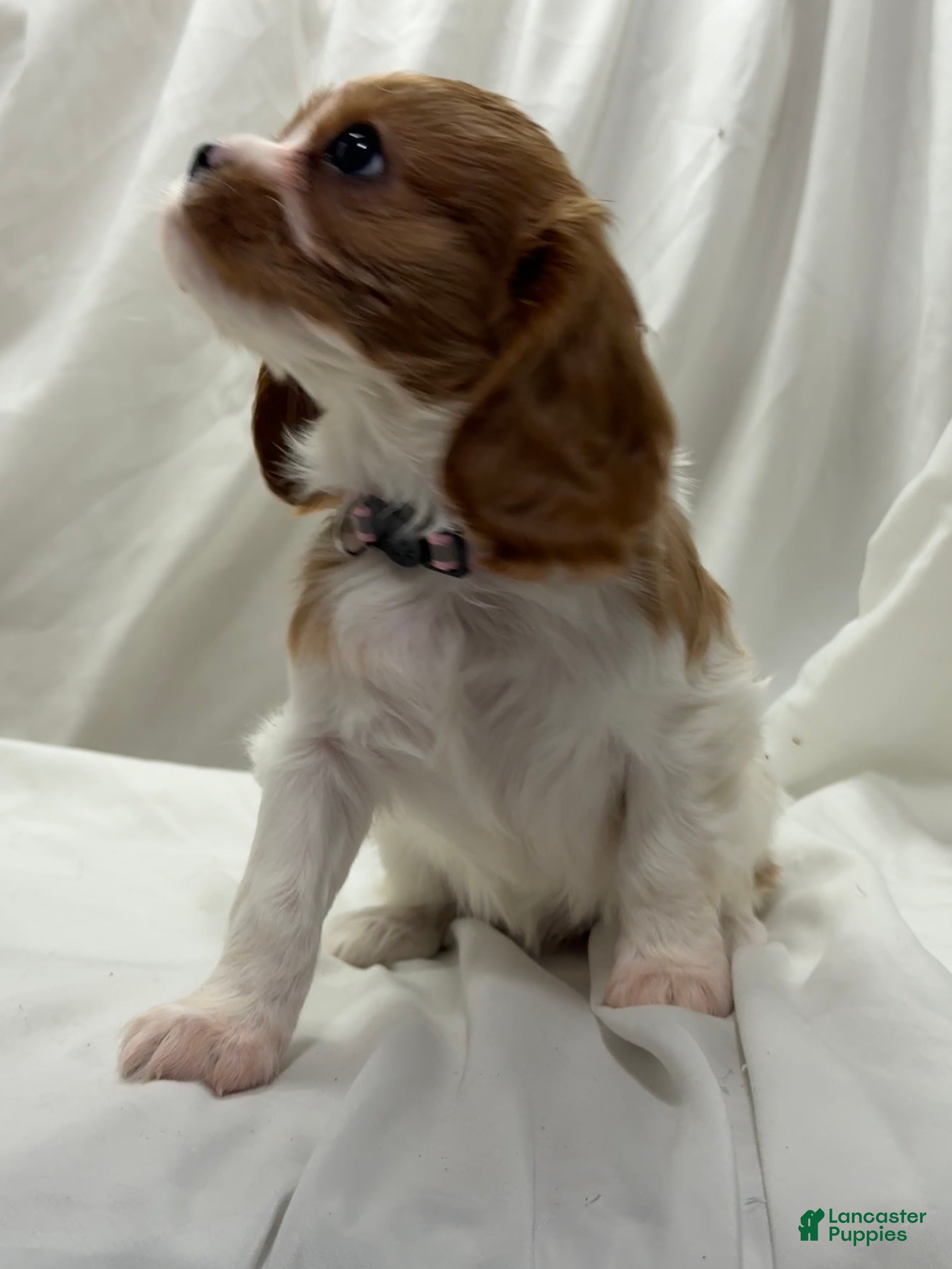 Cavalier King Charles Spaniel dogs Lea - Ad 35