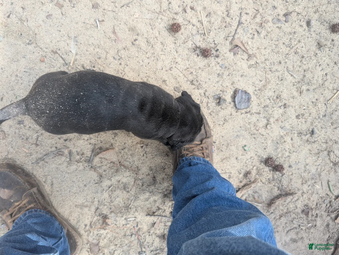 Labrador Retriever dogs for sale: Labrador Retriever Puppy 7 - Ad 1