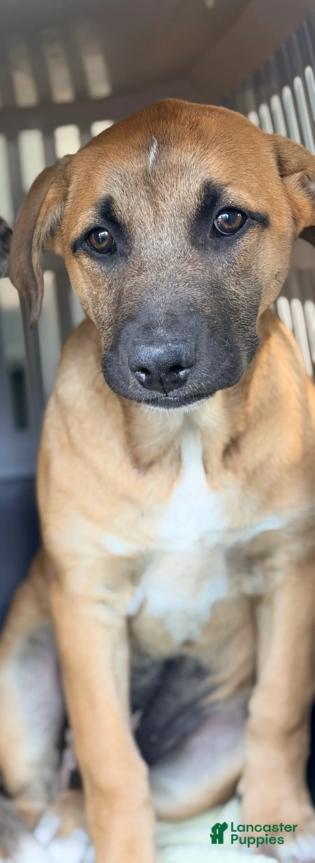 Mixed Breed dogs for sale: Lainey - Ad 1