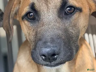 Mixed Breed dogs Lainey - Ad 27