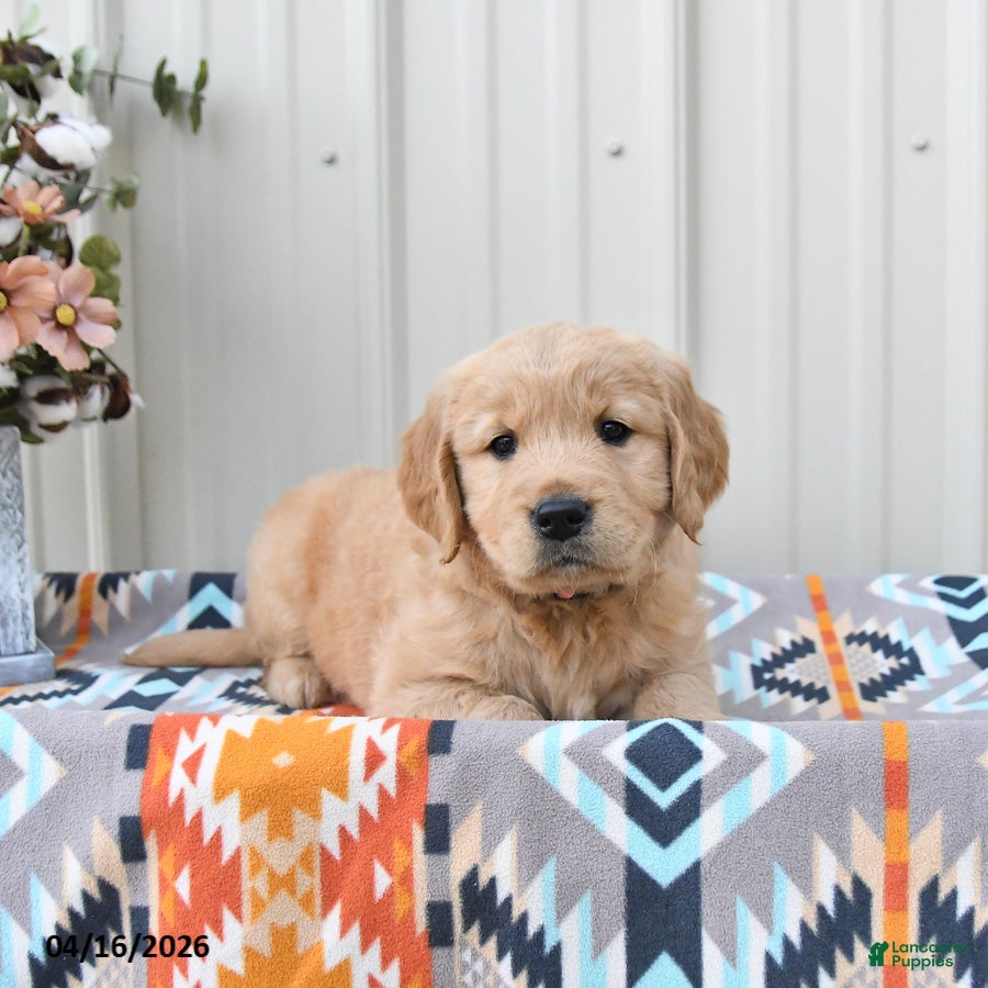 Golden Retriever dogs Georgia - Ad 2