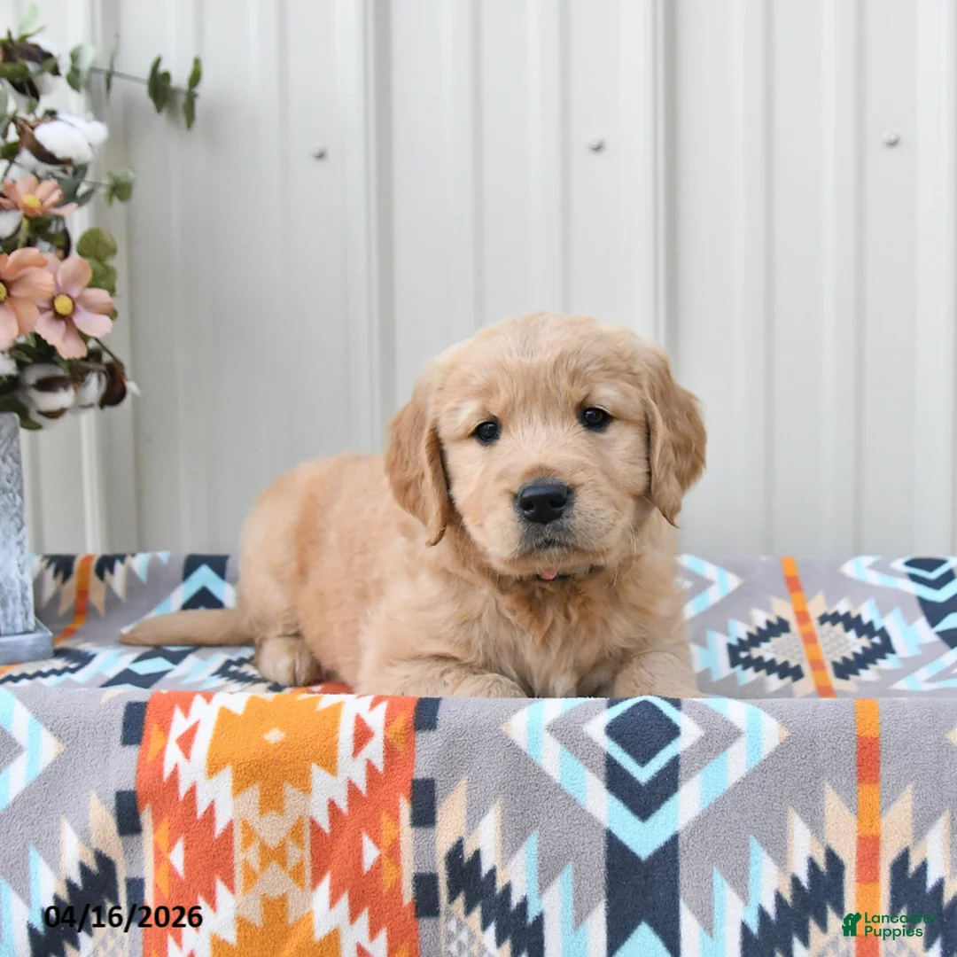 Golden Retriever dogs for sale: Georgia - Ad 2