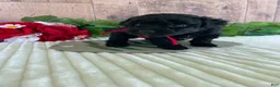 Mini Goldendoodle dogs for sale: Miss Waves - Ad 5