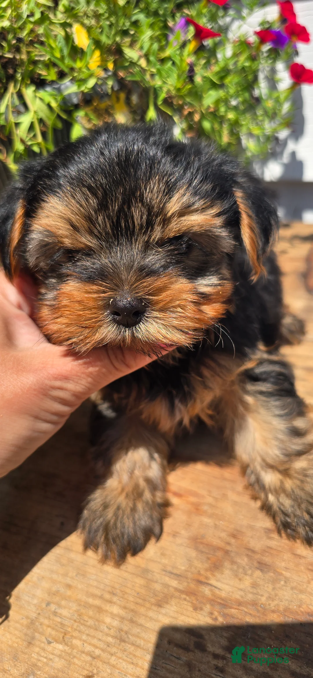 Yorkshire Terrier dogs for sale: 🧸 BEAR XS BABY-DOLL FACE - Ad 2