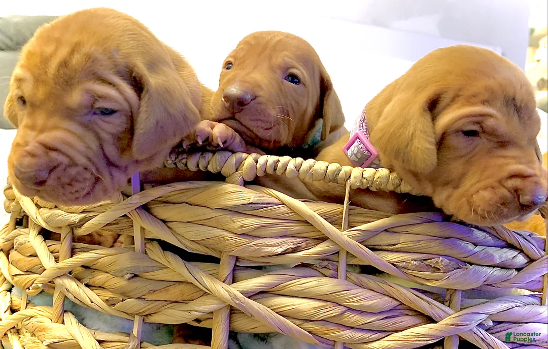 Vizsla dogs for sale: Vizsla Puppy 1 - Ad 15