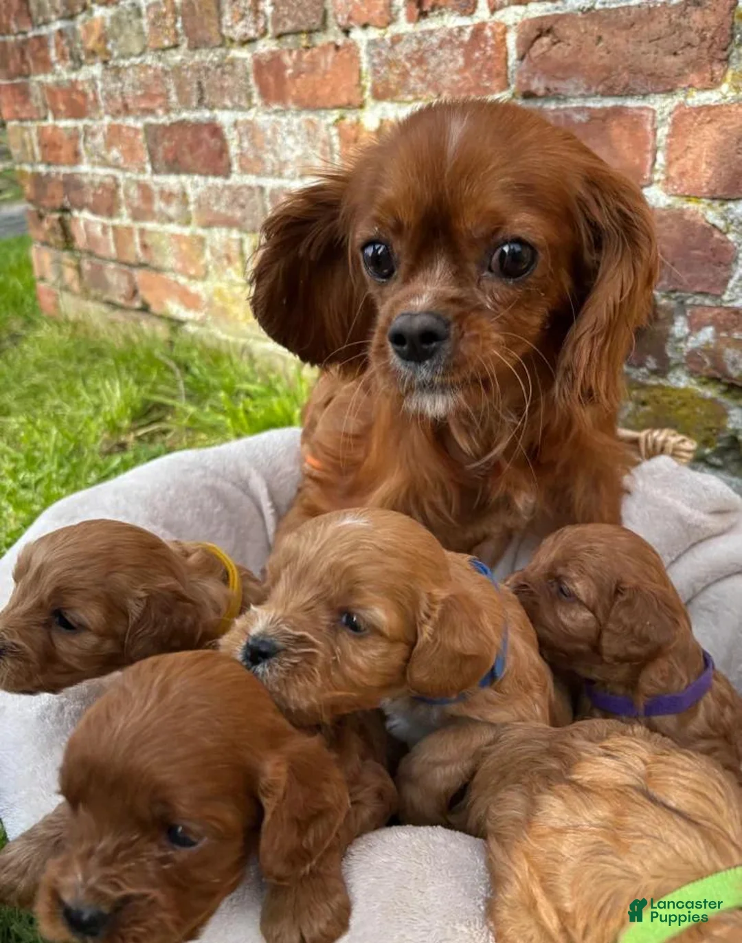 Cavapoo dogs for sale: Katie  - Ad 2