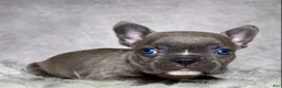 Frenchton dogs for sale: Mr. Kirby - Ad 4