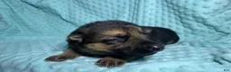 German Shepherd dogs for sale: Daisy - Ad 13
