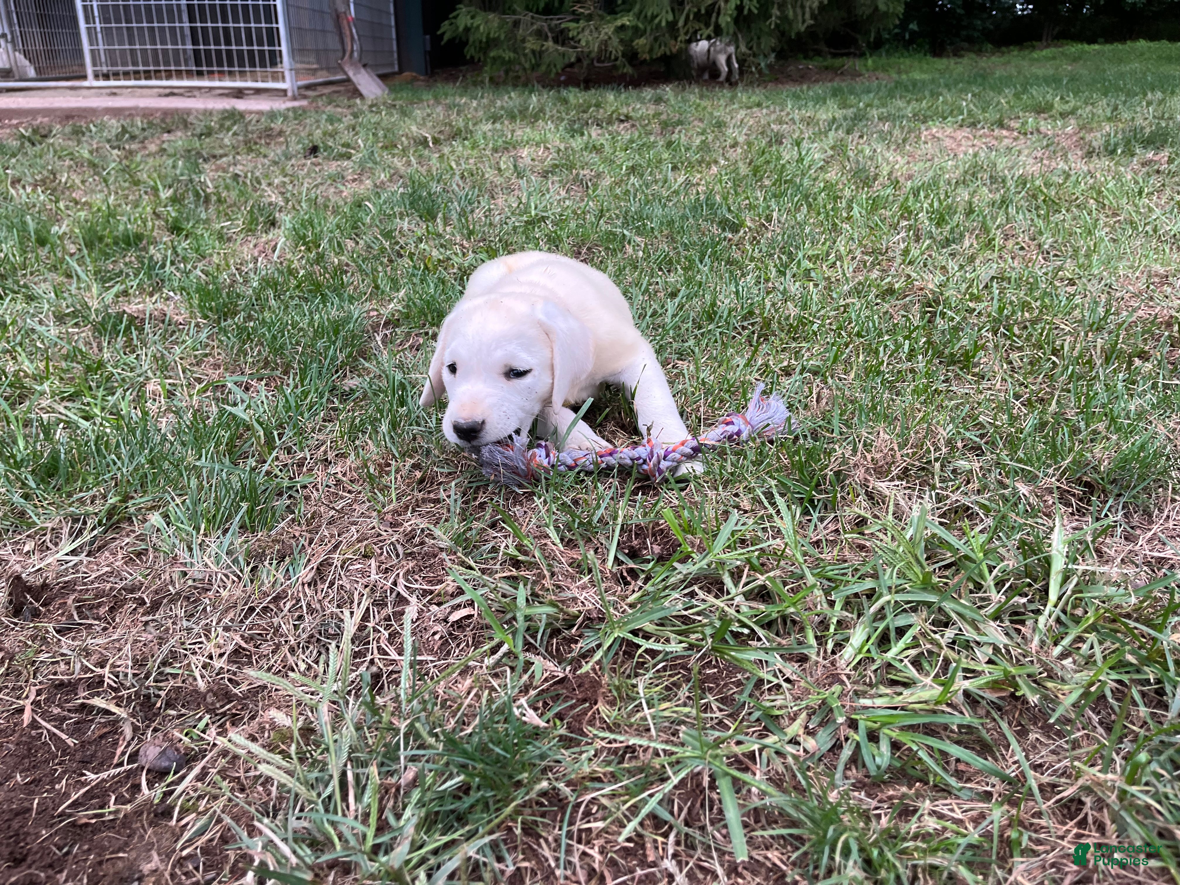 Labrador Retriever dogs Sugar - Ad 1
