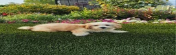 Havapoo dogs for sale: Ace - Ad 6