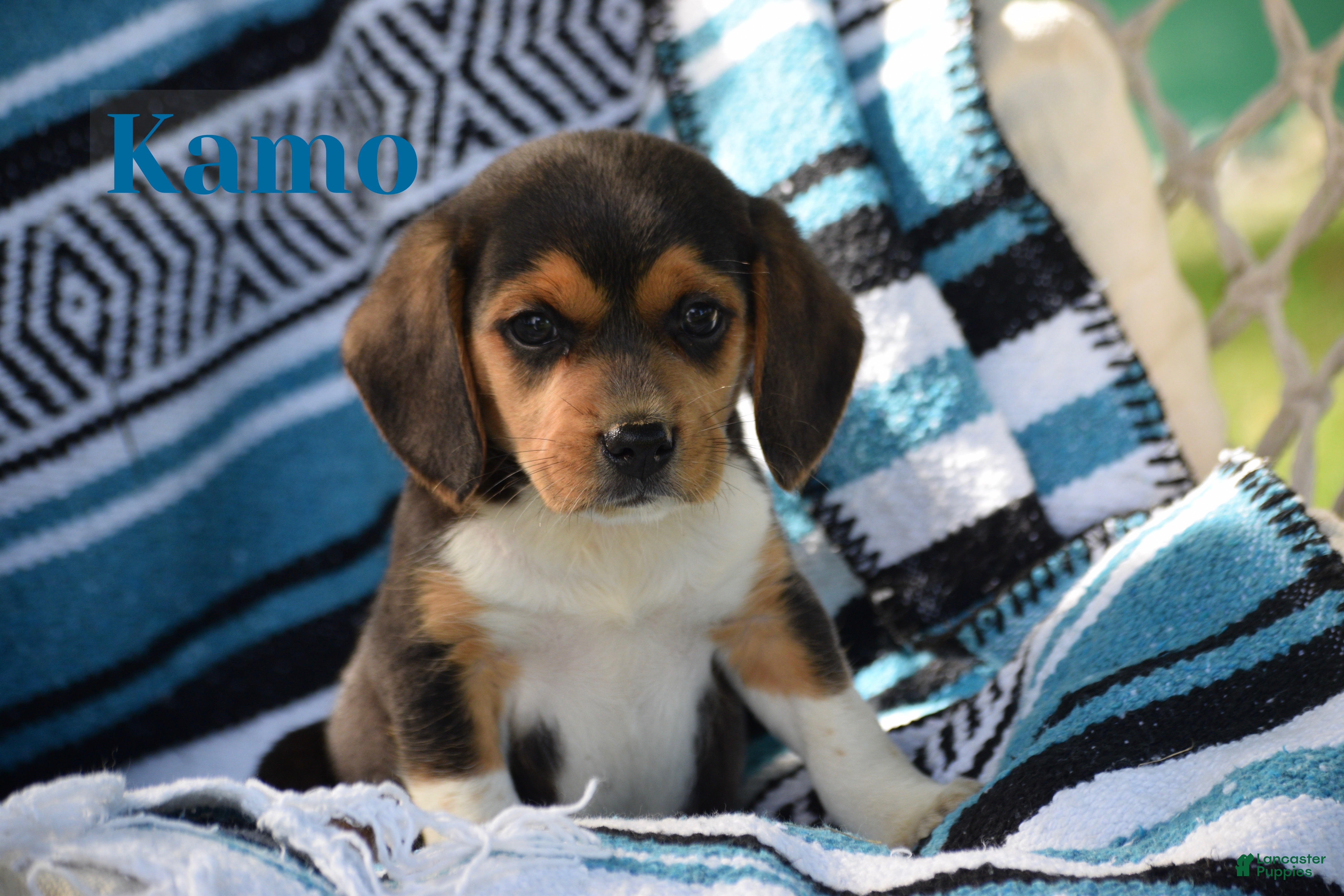 Beagle dogs for sale: Kamo - Ad 2