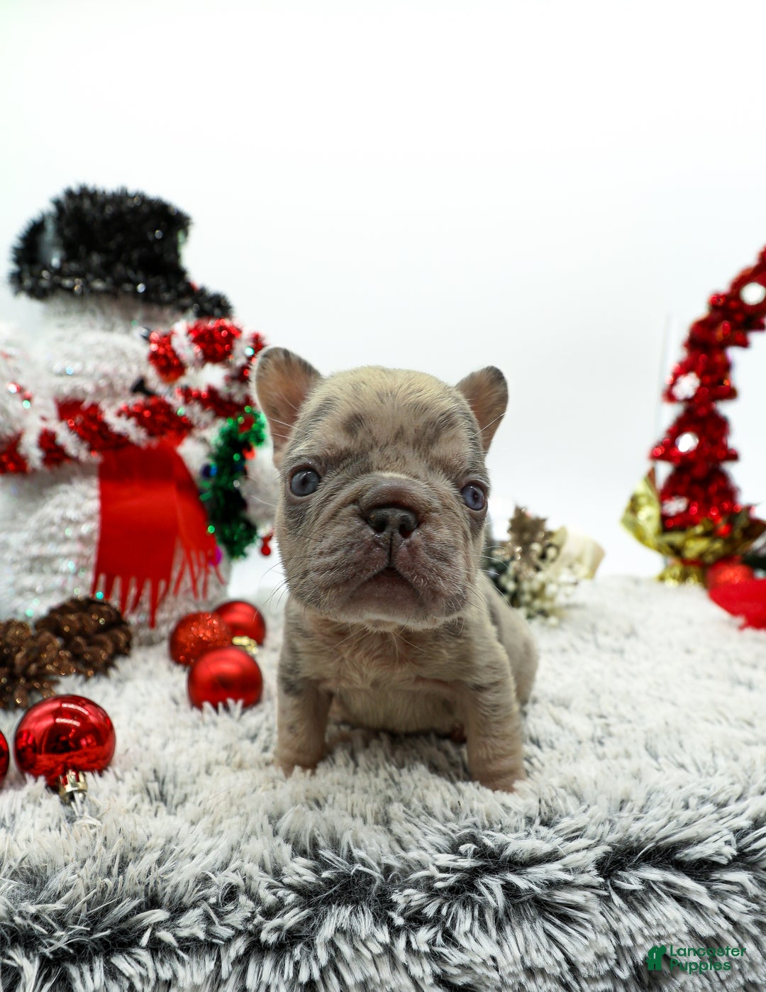 French Bulldog dogs for sale: Pressure  - Ad 6