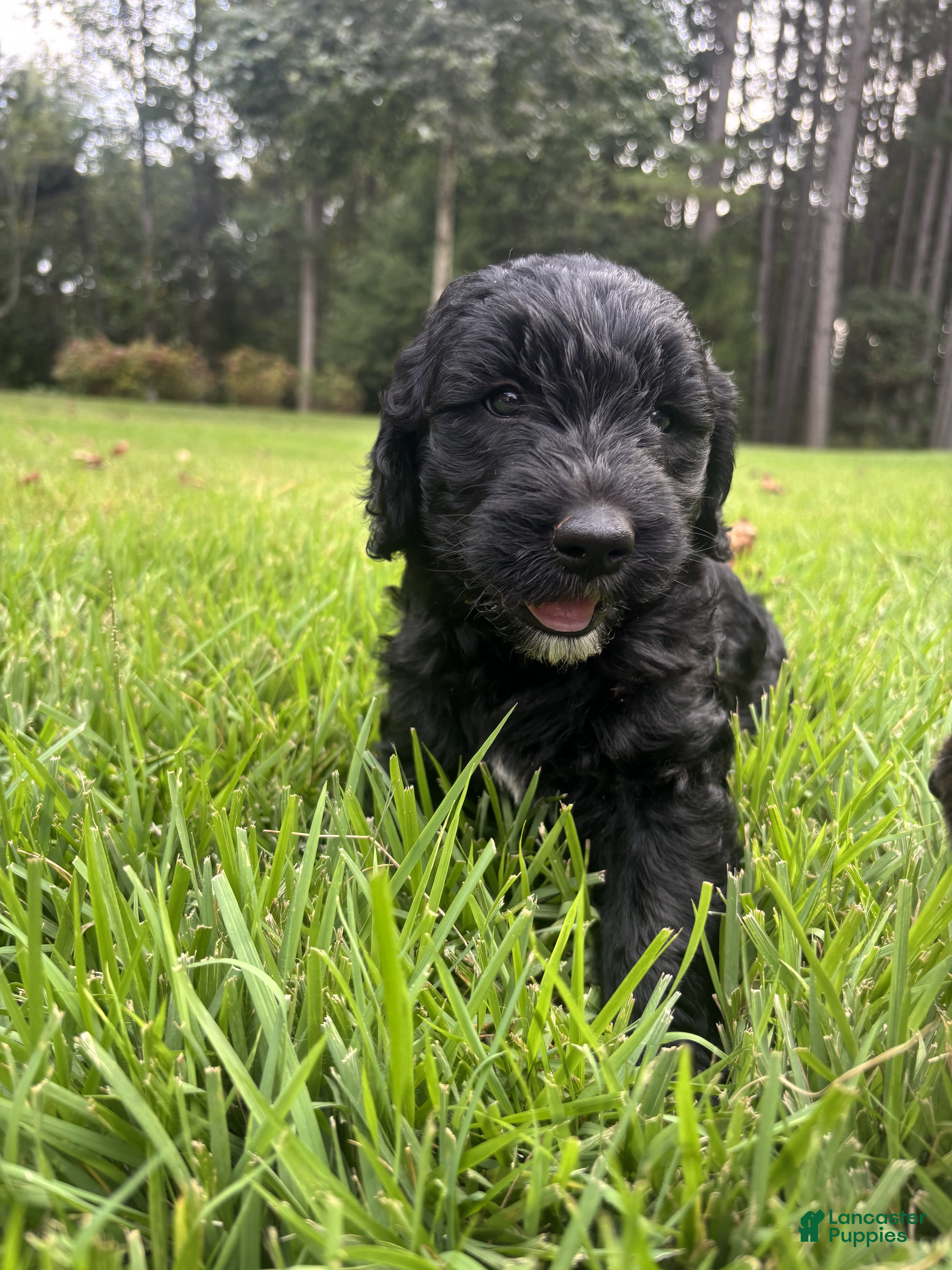 Goldendoodle dogs Luna - Ad 2