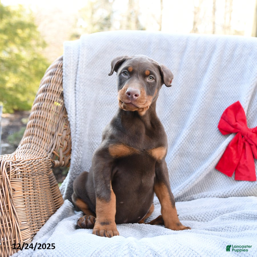 Doberman Pinscher dogs Belle - Ad 39