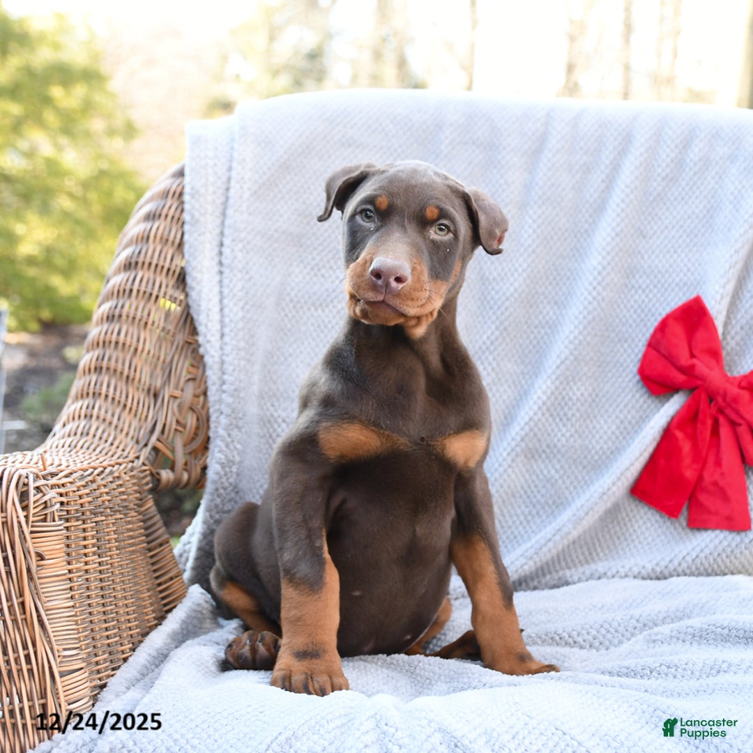 Doberman Pinscher dogs for sale: Belle - Ad 1