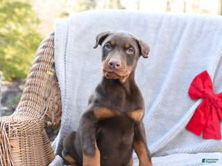 Doberman Pinscher dogs Belle - Ad 39