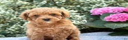 Toy Poodle dogs for sale: Patsy - Ad 8