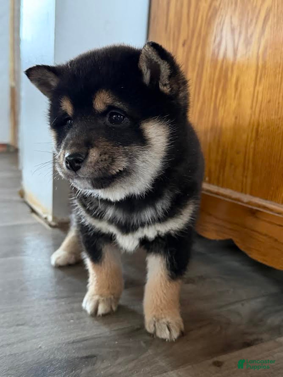 Shiba Inu dogs for sale: Sidney - Ad 5