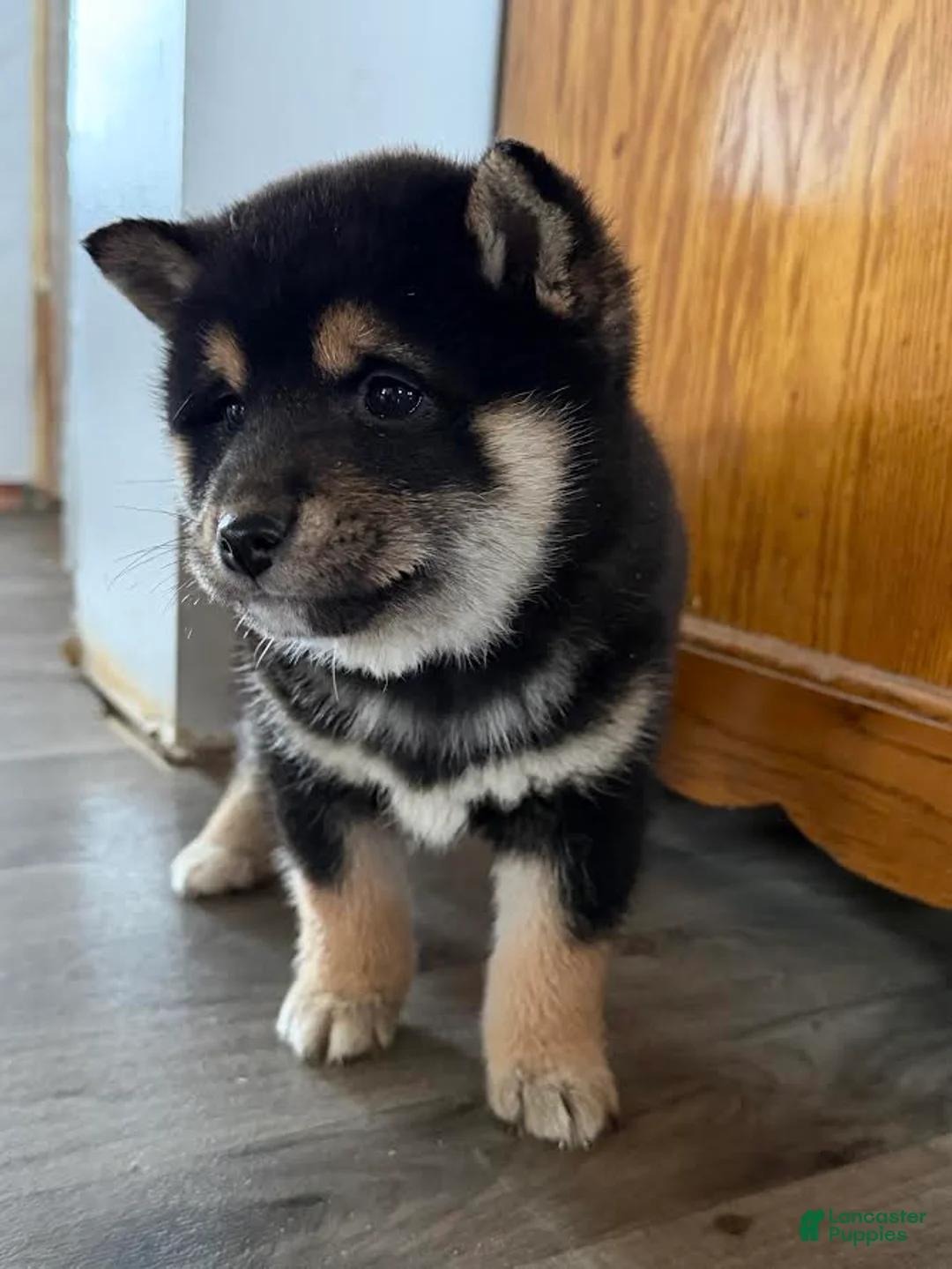 Shiba Inu dogs for sale: Sidney - Ad 5
