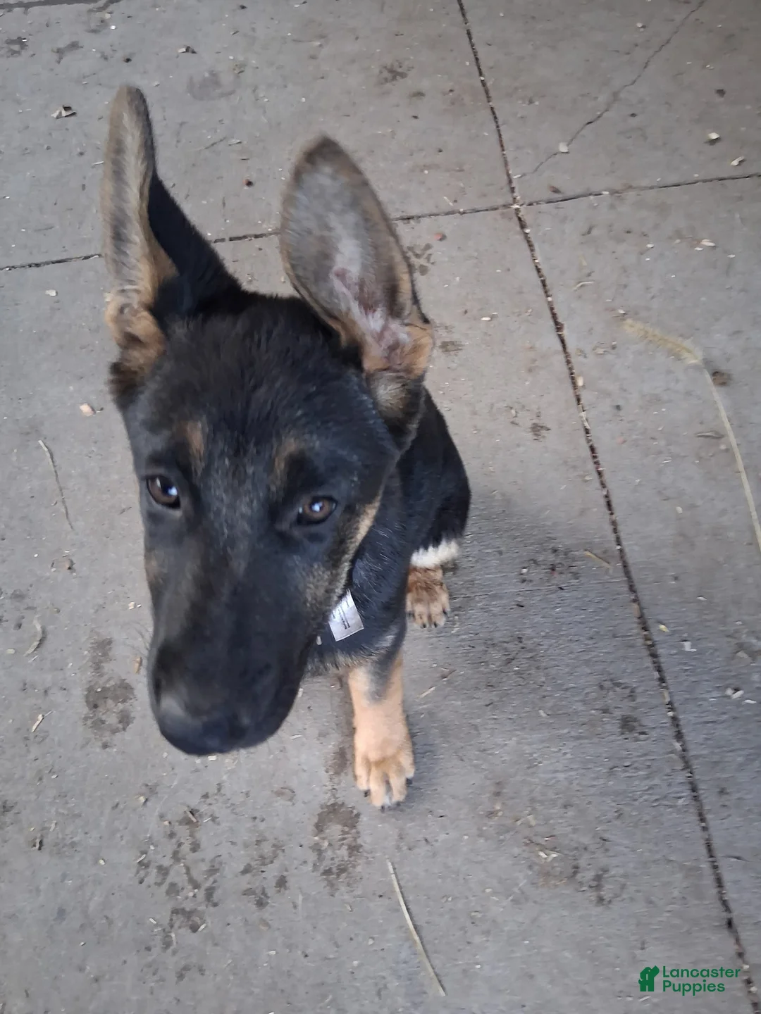 German Shepherd dogs for sale: Karma - Ad 1