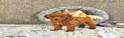 Toy Poodle dogs for sale: Jacoby - Ad 1