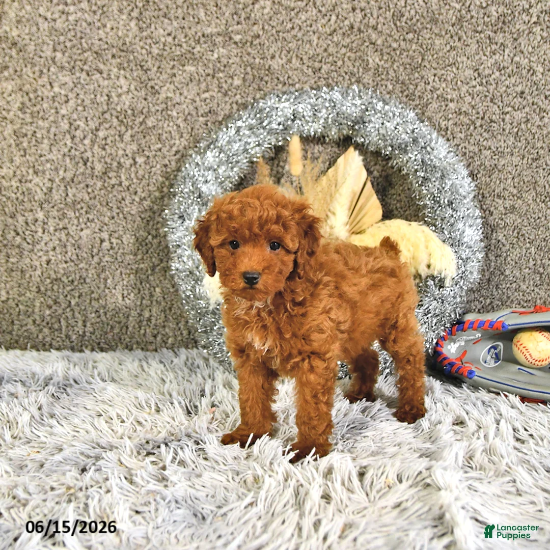 Toy Poodle dogs for sale: Jacoby - Ad 1