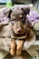 Kelpie/Border Collie Red Tri male
