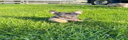 French Bulldog dogs for sale: Snoot - Ad 5