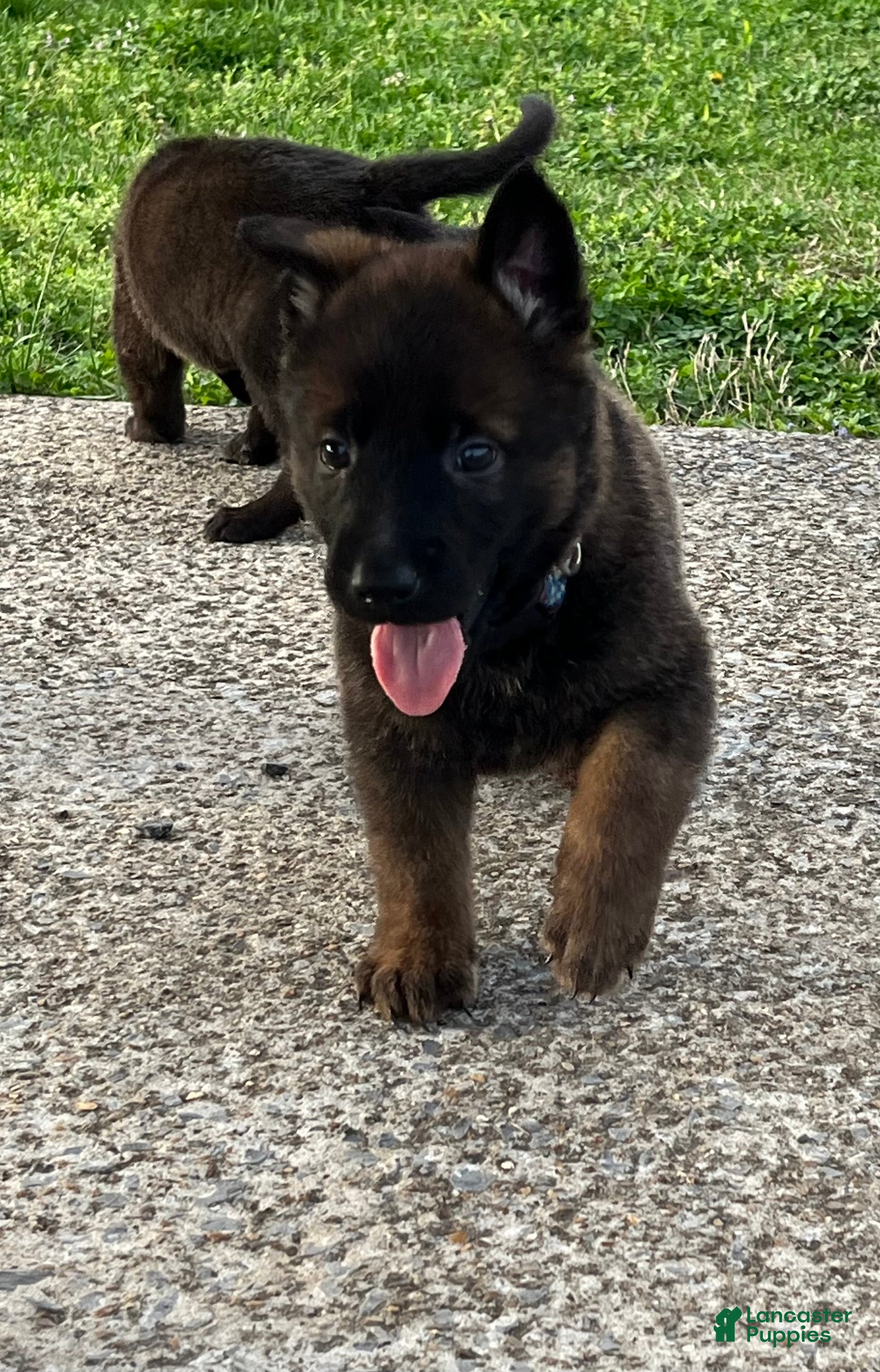 Mixed Breed dogs Mixed Breed Puppy 2 - Ad 31