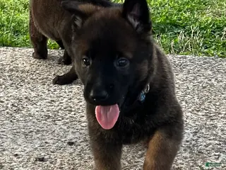 Mixed Breed dogs Mixed Breed Puppy 2 - Ad 31