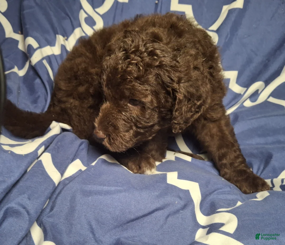Labradoodle dogs for sale: Jade - Ad 2