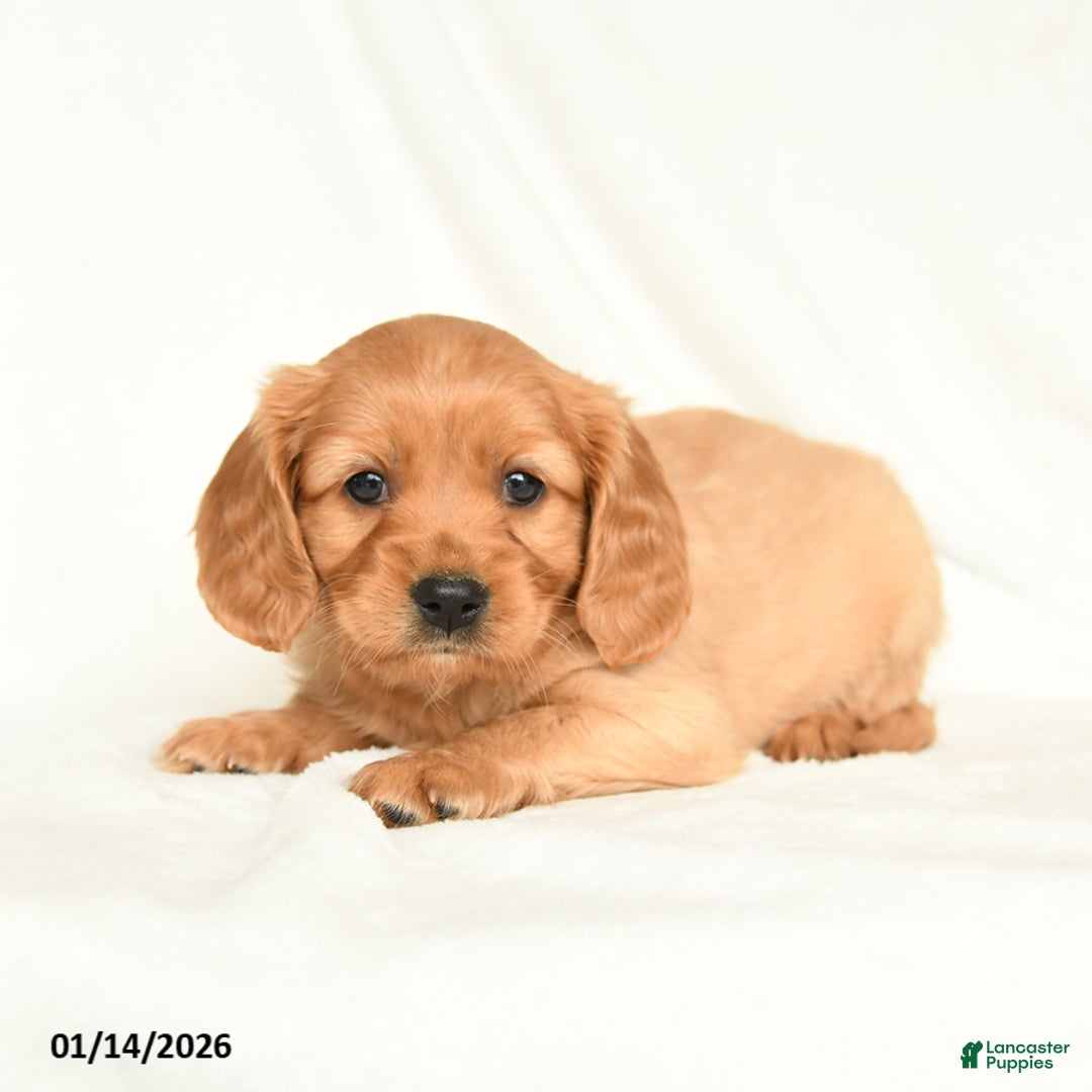 Miniature Golden Retriever dogs for sale: Easton - Ad 2