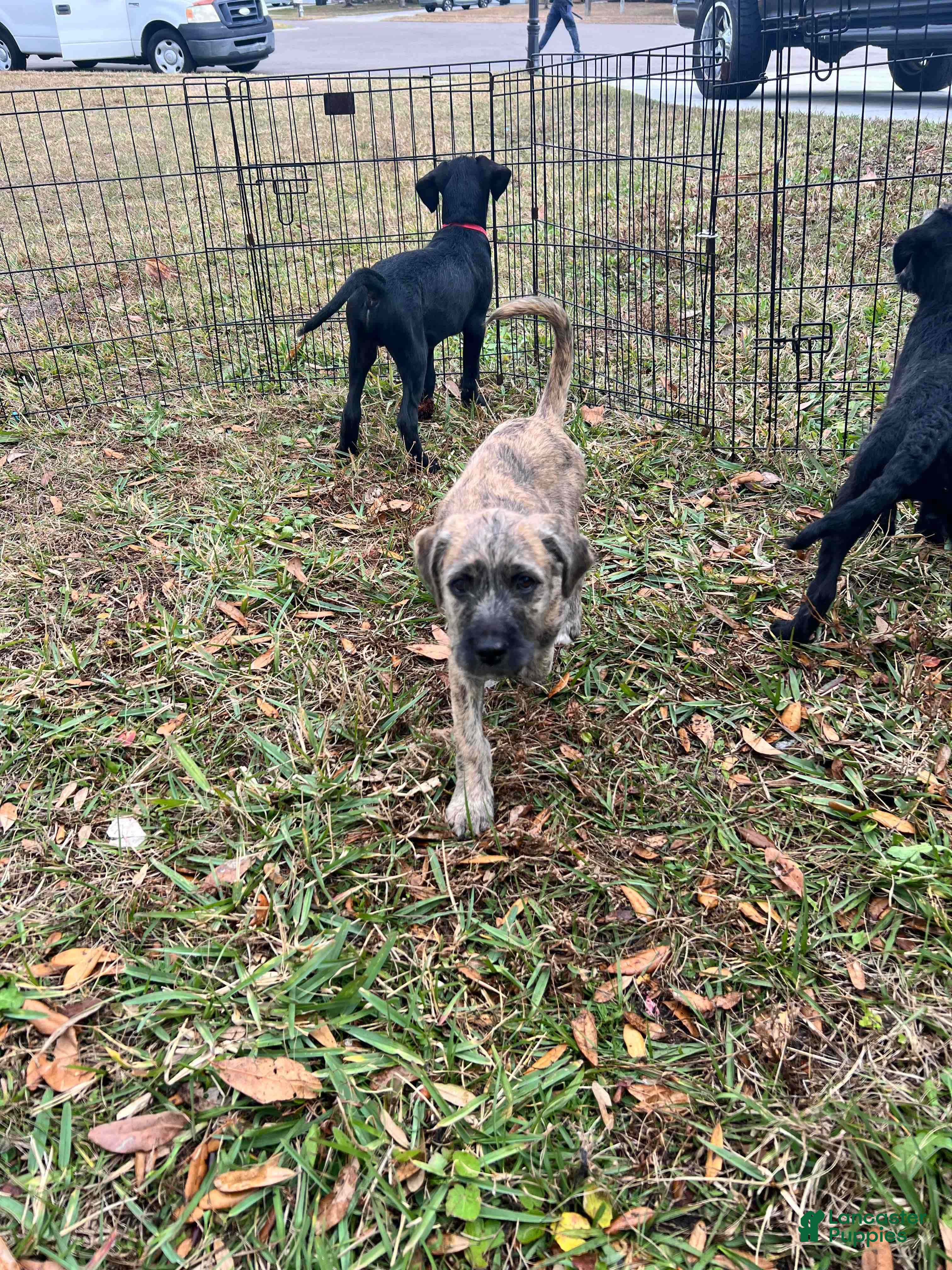 Mixed Breed dogs Peanut - Ad 2