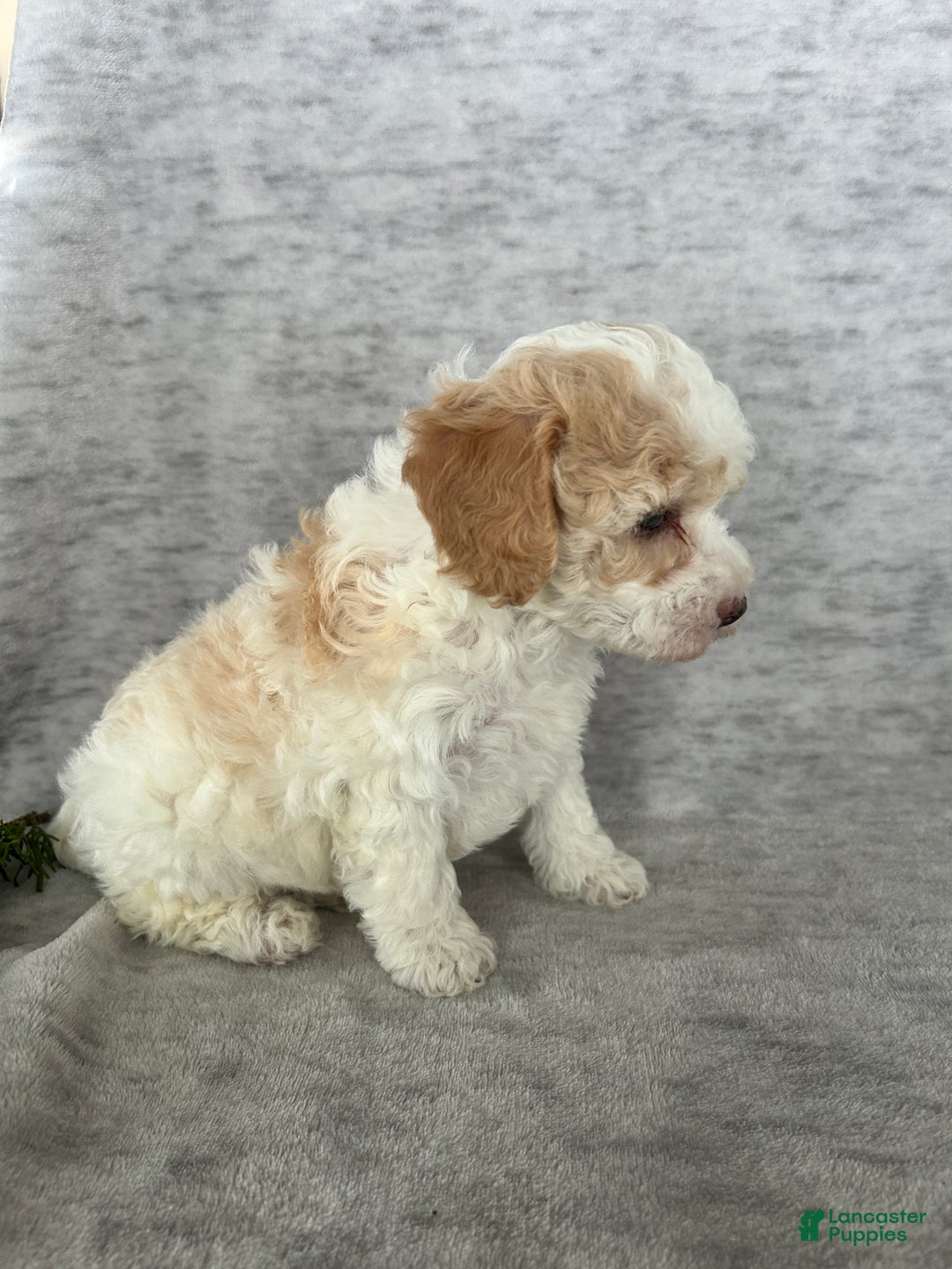 Cavapoo dogs for sale: Missie - Ad 3