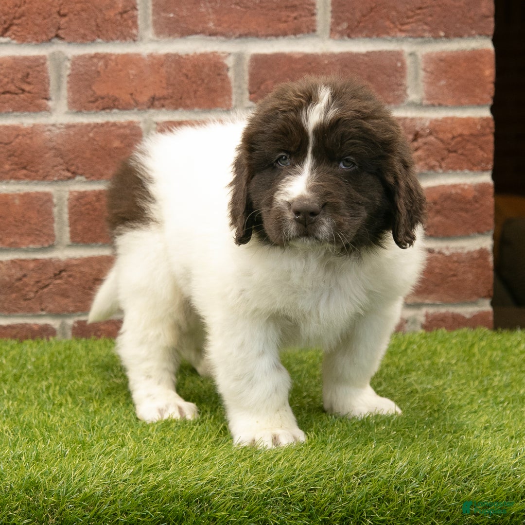 Newfoundland dogs for sale: Miles - Ad 5