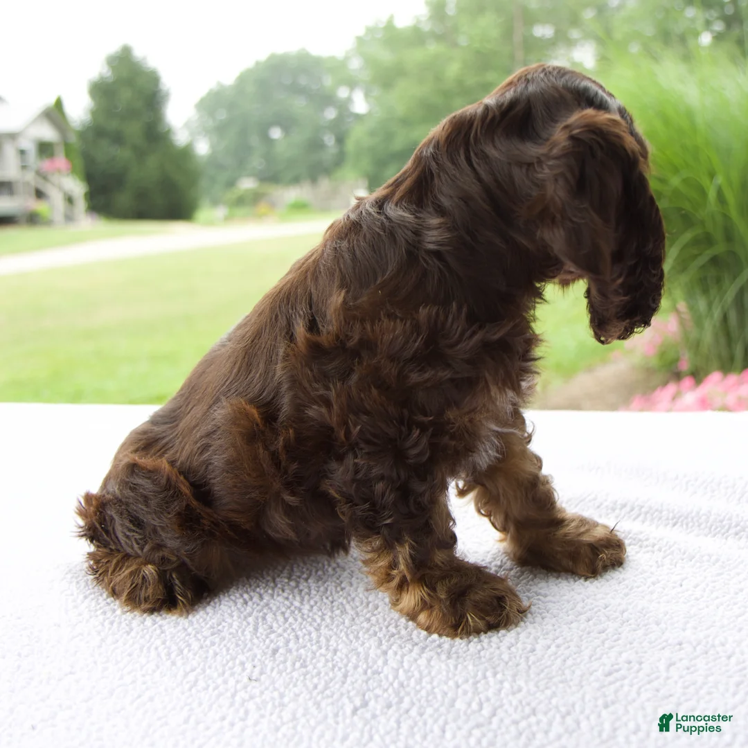 Cocker Spaniel dogs for sale: Chloe - Ad 2
