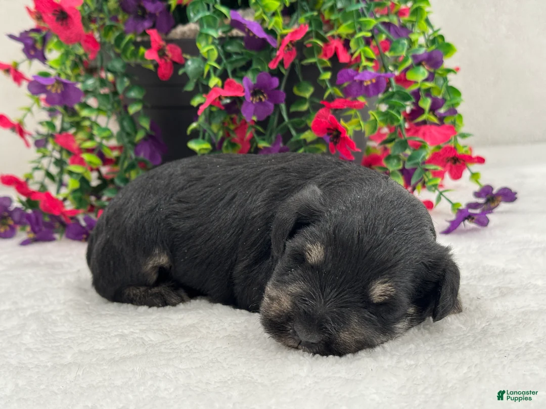 Miniature Schnauzer dogs for sale: Mae Male 2 - Ad 4