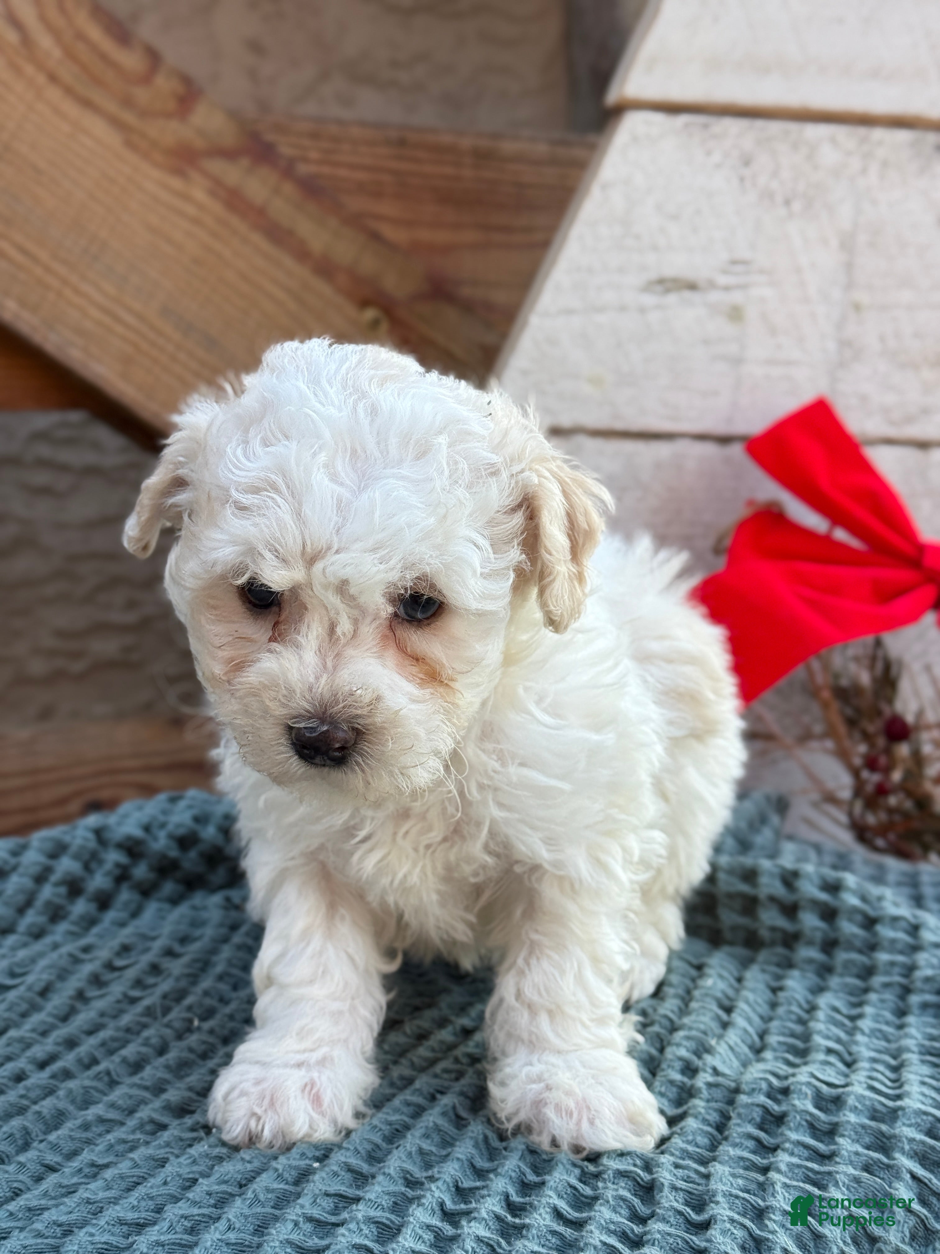 Bichpoo dogs Amaya - Ad 8