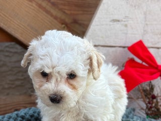 Bichpoo dogs Amaya - Ad 33